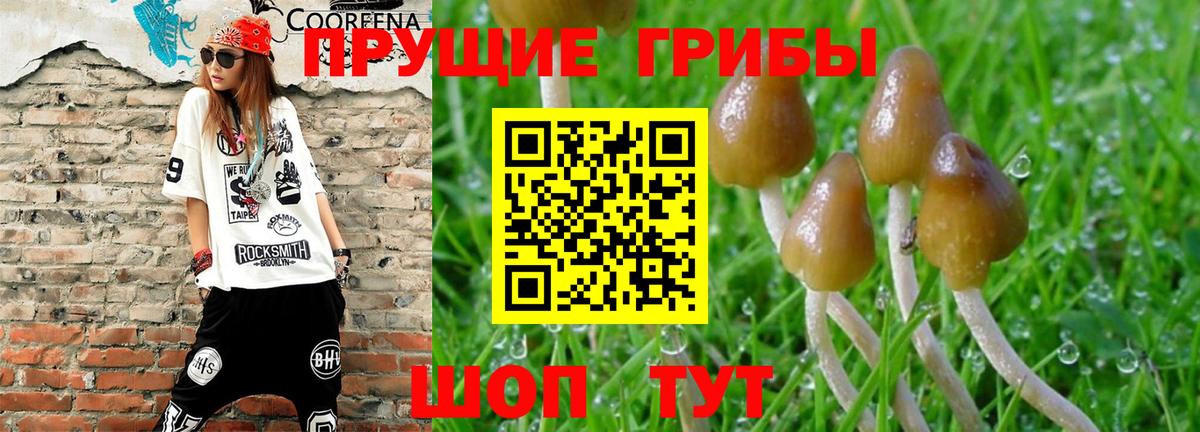 Красный Сулин  Псилоцибиновые грибы Psilocybe  Вход с VPN 